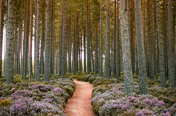 Looking down a path lined with flowers going into a grove trees