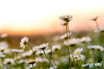 closeup of daisies