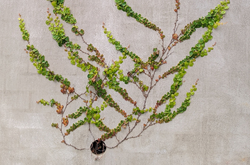 Vines growing up a wall