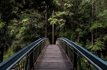 A footbridge through a forest