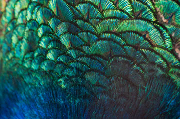 Peacock feathers