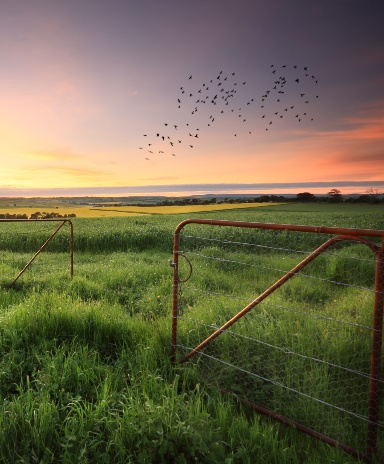 Grass fields at sunset