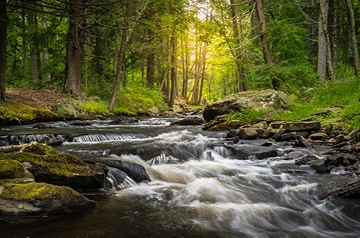 stream in a green forest