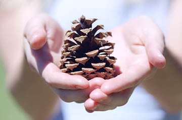 Two hands holding a pinecone