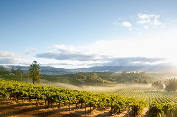 Vineyard in the misty morning light