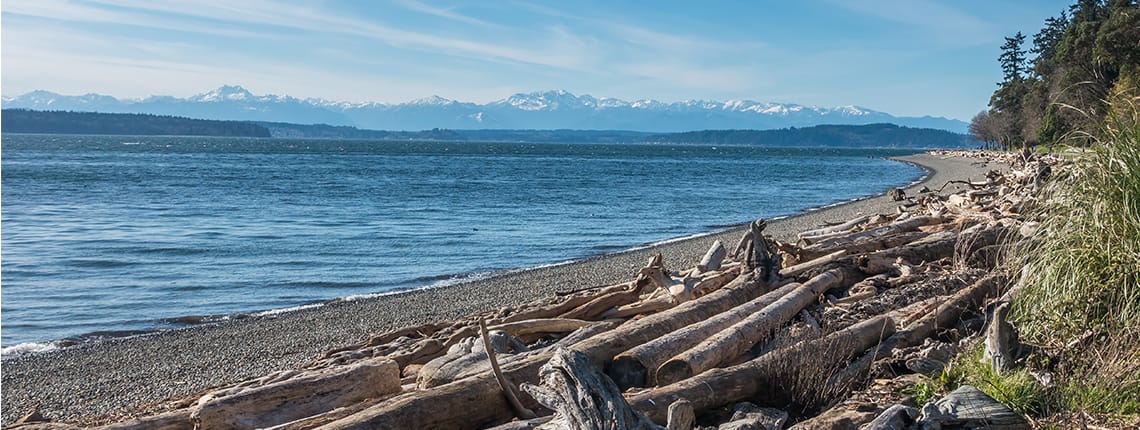 A beach with driftwood and mountains in the background