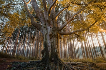 Closeup of a large tree