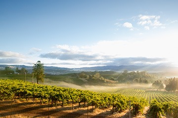 vineyard with hills in the background