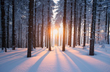 Trees, snow on the ground, sun peeking through