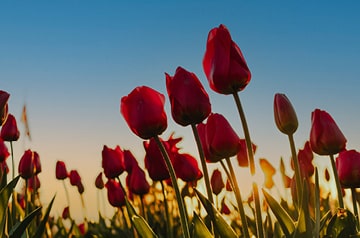 Field of red tulips against dawn sky