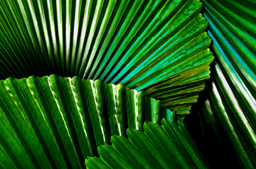 closeup of fan-shaped leaves