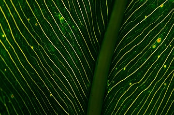 Close up of leaf pattern in deep green and neon green