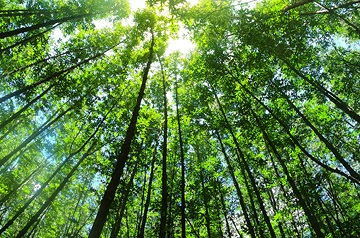 Sunlight through the trees, viewed from below